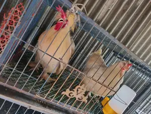 কিছু মোরগ মুরগী বি‌ক্রি