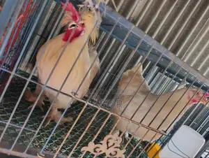 কিছু মোরগ মুরগী বি‌ক্রি