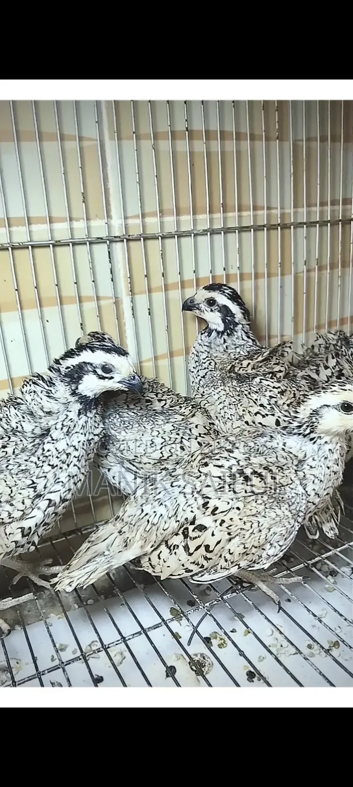Snowflake Bobwhite Quail