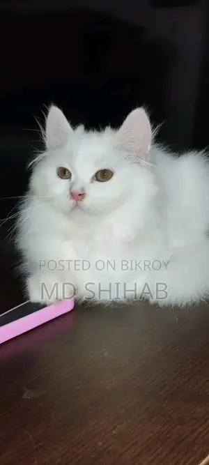 6-12 Months Male Purebred Persian