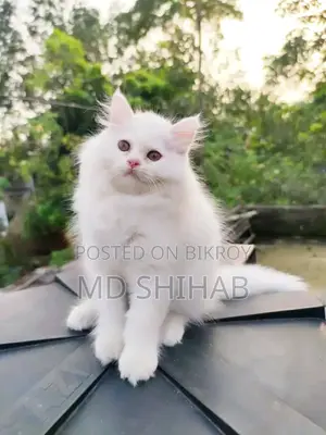 6-12 Months Male Purebred Persian
