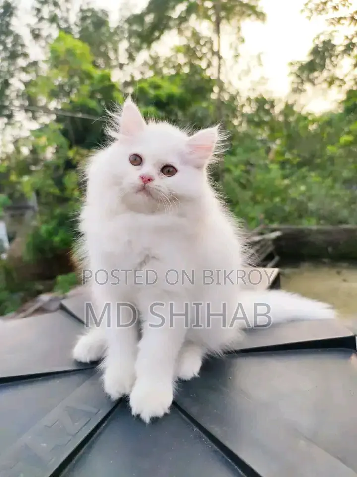 6-12 Months Male Purebred Persian