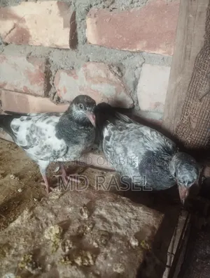 খাওয়ার জন্য উপযুক্ত বাচ্চা কবুতর