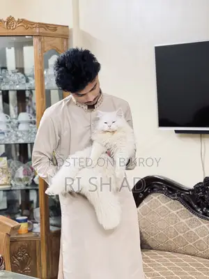 ৬-১২ মাস বয়সী পুরুষ মিশ্র জাতের বেঙ্গল বিড়াল