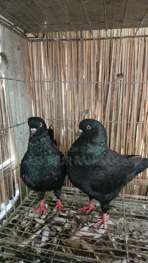 King Pigeon for sale.