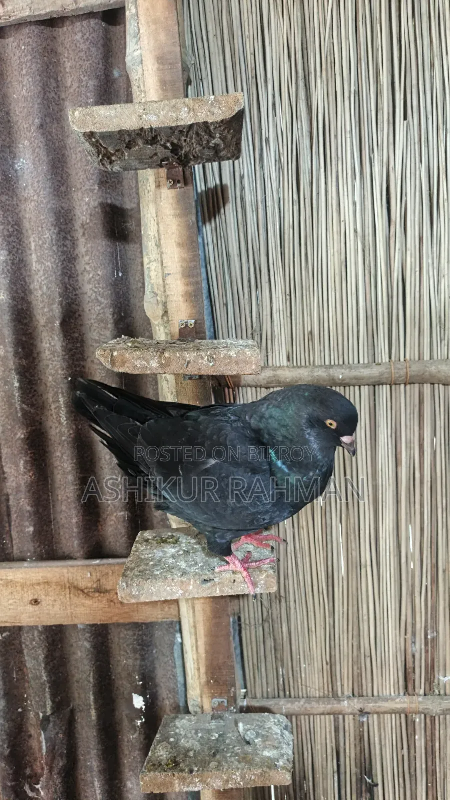 King Pigeon for sale.