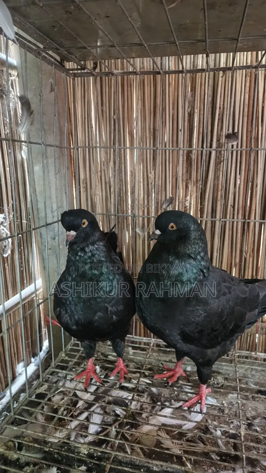 King Pigeon for sale.