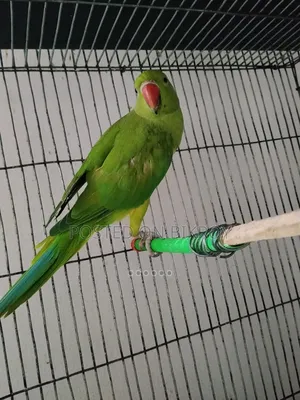 Talking Ringneck Sell
