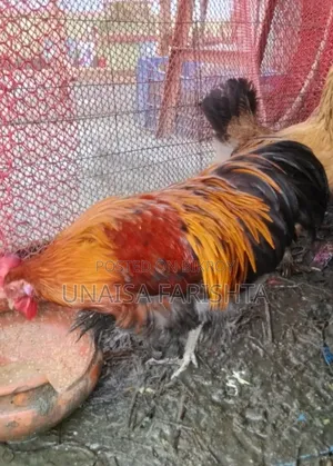 ব্রহ্মা মুরগি
