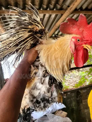 সেল পোস্ট ফিল ব্যাক মুরগি এবং মোরগ বিক্রি করা হবে।