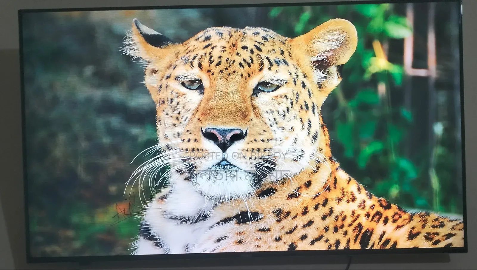 Haier 50 Inch Android Google TV Dolby Sound