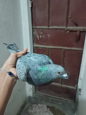 হৃদয় লফট বার্ড