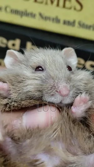 Teddyface Dwarf Hamster 2 Months Female