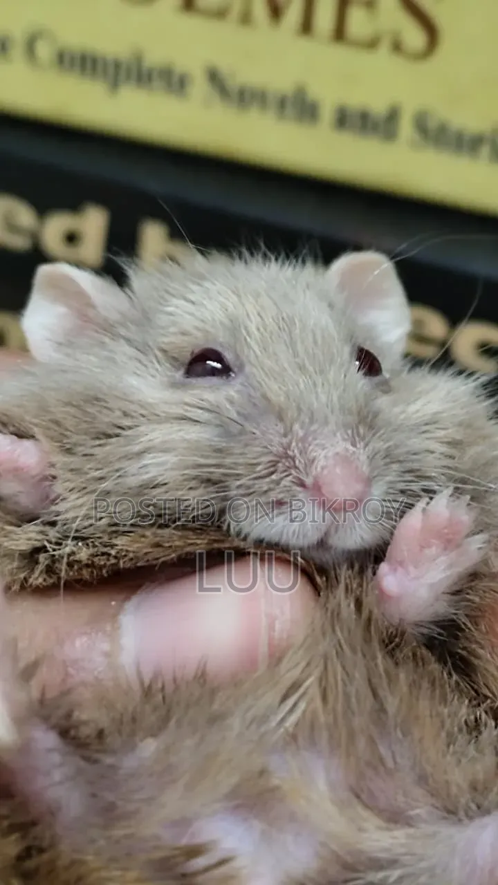 Teddyface Dwarf Hamster 2 Months Female