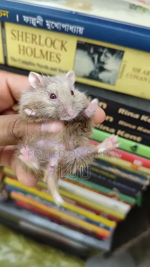 Teddyface Dwarf Hamster 2 Months Female