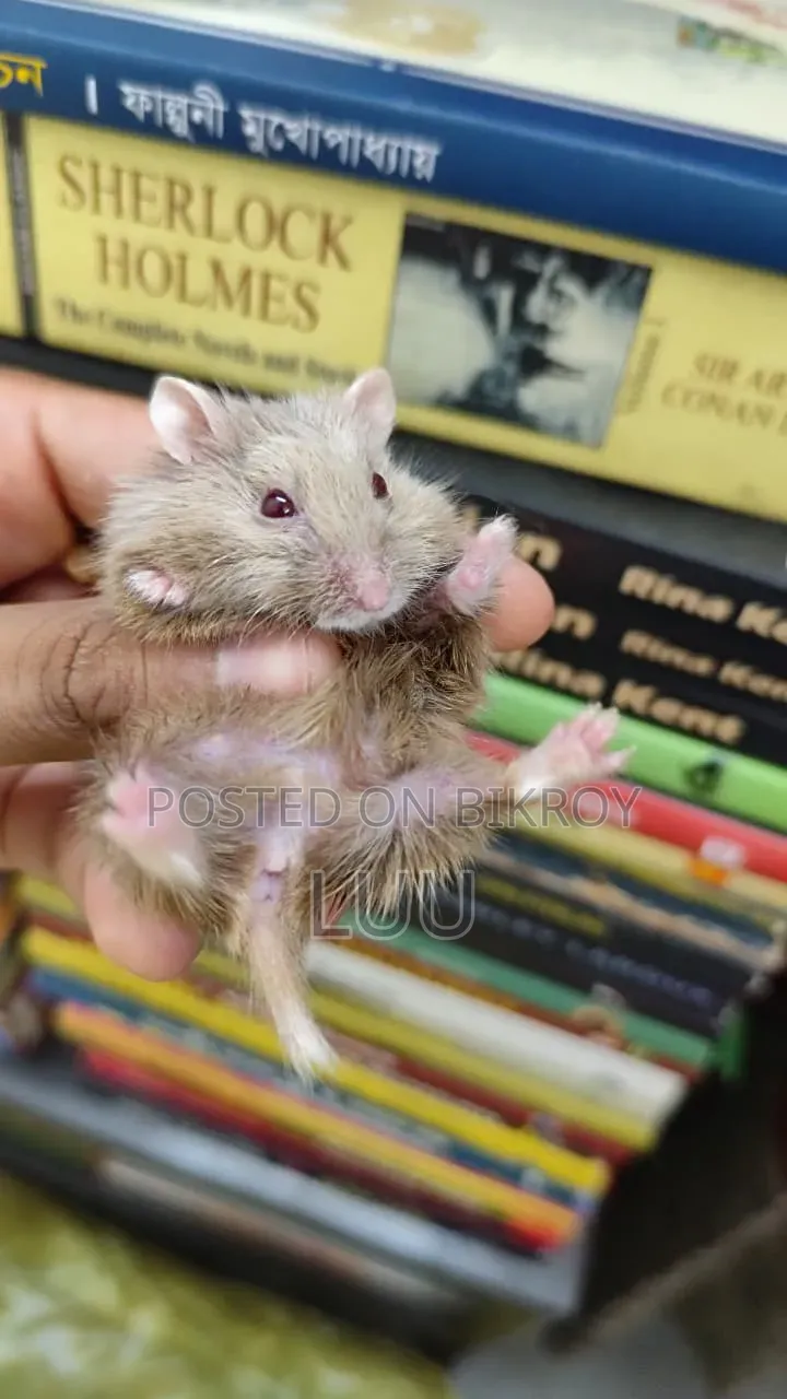 Teddyface Dwarf Hamster 2 Months Female