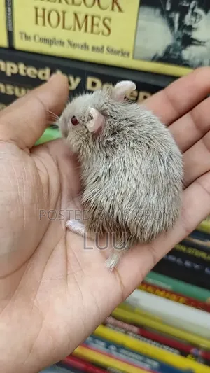 Teddyface Dwarf Hamster 2 Months Female