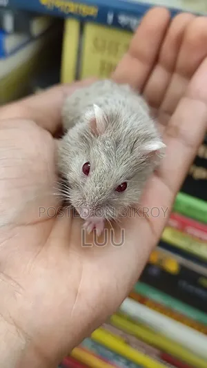 Teddyface Dwarf Hamster 2 Months Female