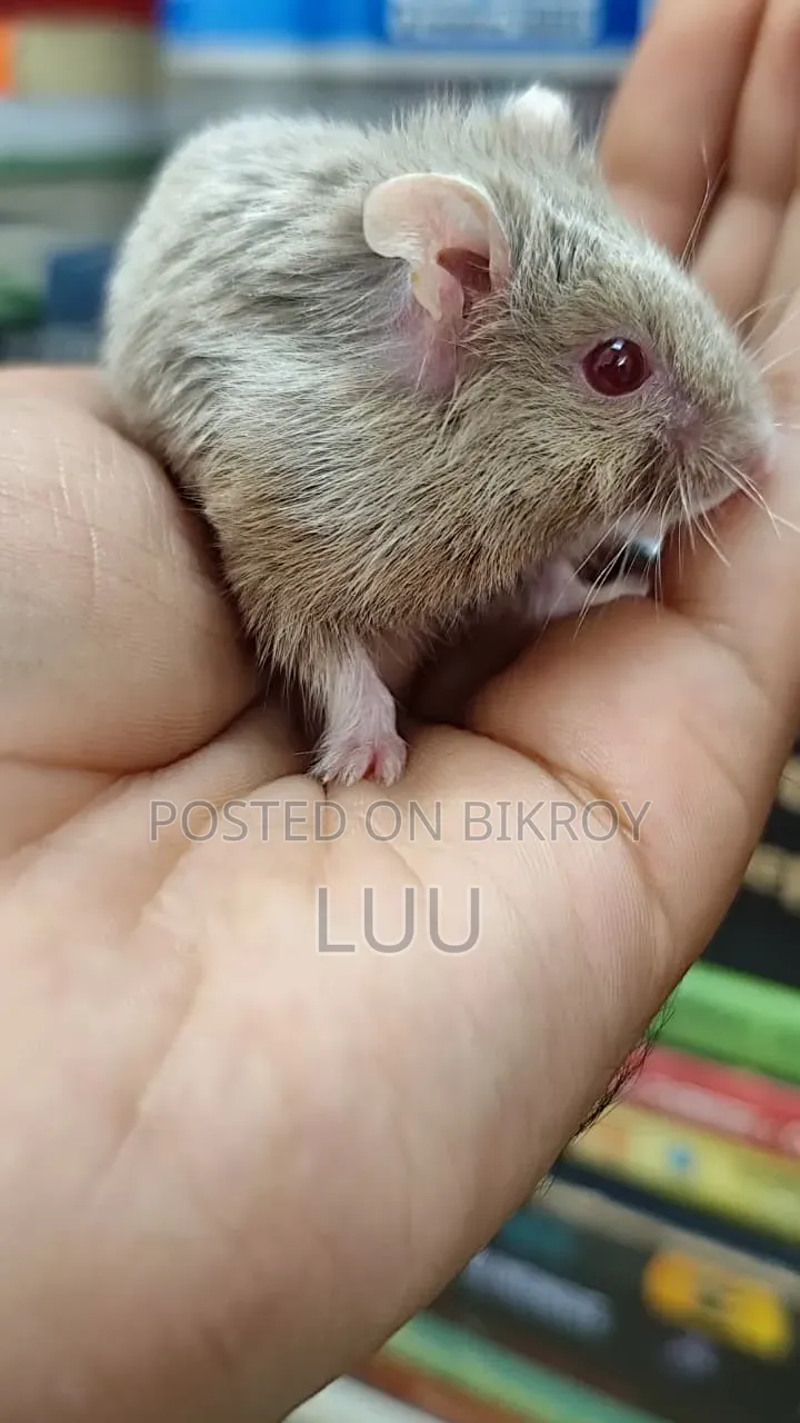 Teddyface Dwarf Hamster 2 Months Female