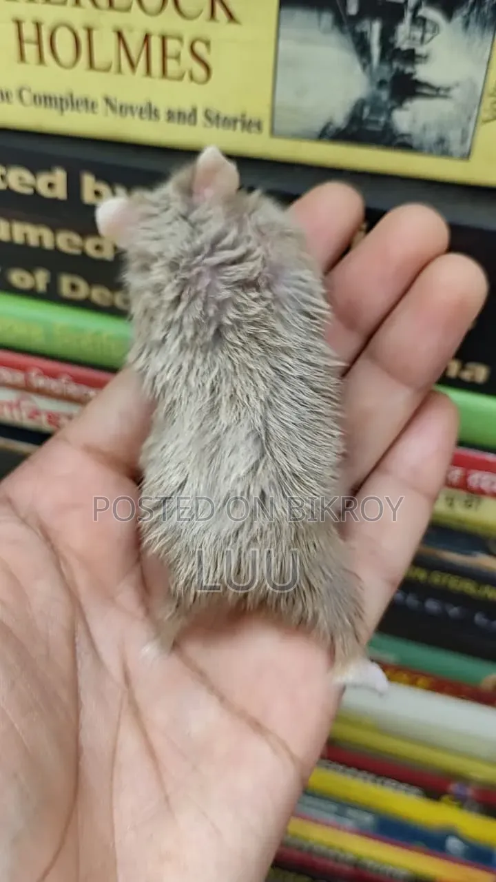 Teddyface Dwarf Hamster 2 Months Female