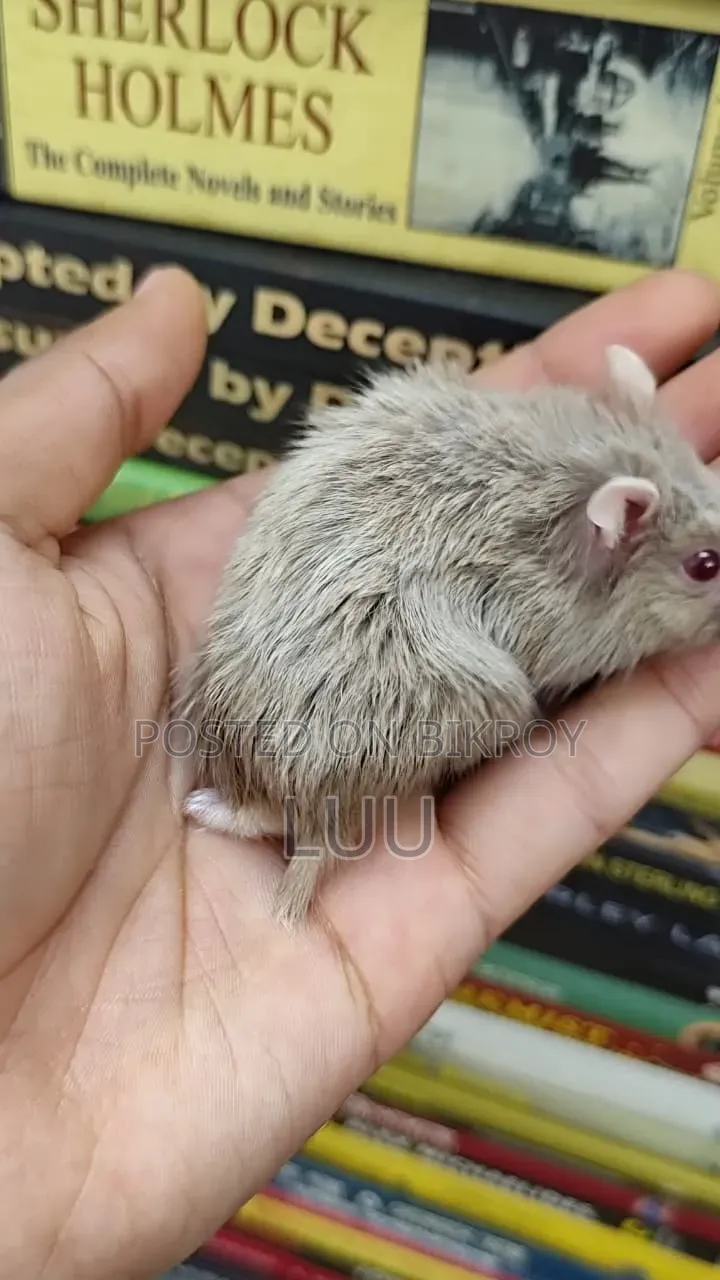 Teddyface Dwarf Hamster 2 Months Female