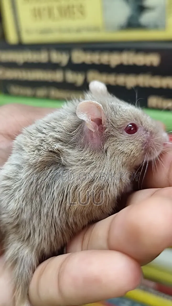 Teddyface Dwarf Hamster 2 Months Female