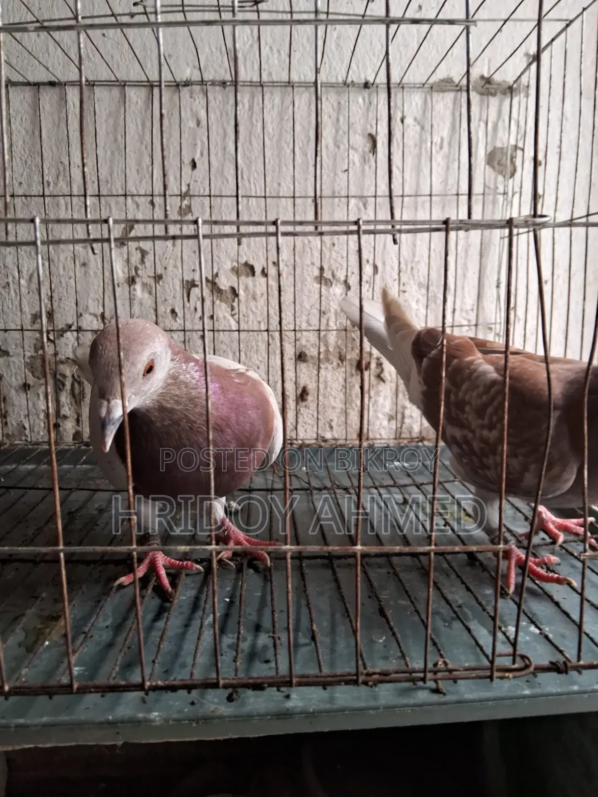 কবুতর ফুট