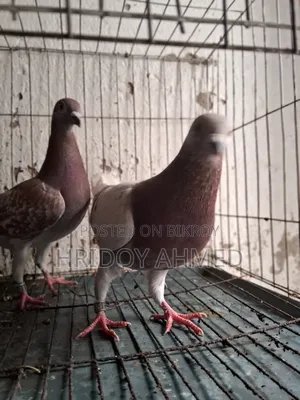 কবুতর ফুট