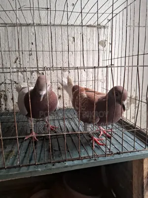 কবুতর ফুট