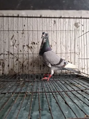Pigeon Sale