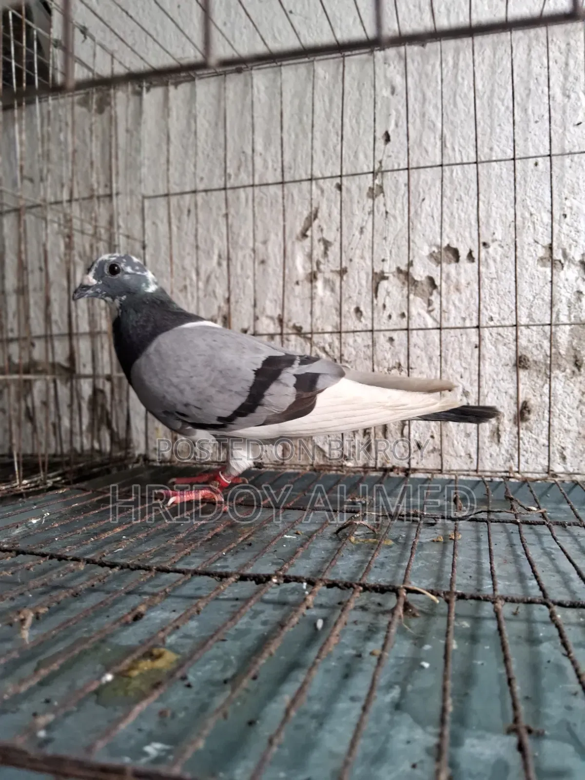কবুতর বিক্রি