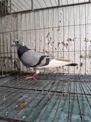 কবুতর বিক্রি