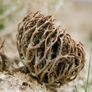 মরিয়ম ফুল ১ কেজি