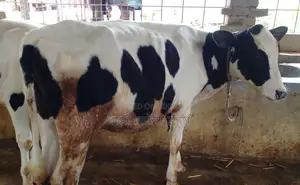 Heifer calf no. 1321 for sale.