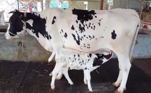 ১৩২২ নং উন্নত জাতের গাভী ।