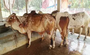 1323 number 3 improved breed bull calves.