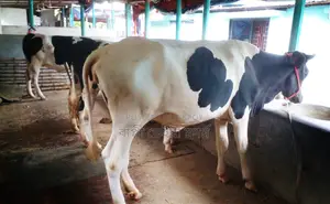 ১৩২৪নং ৩টি বকনা কিনুন উন্নত জাতের।
