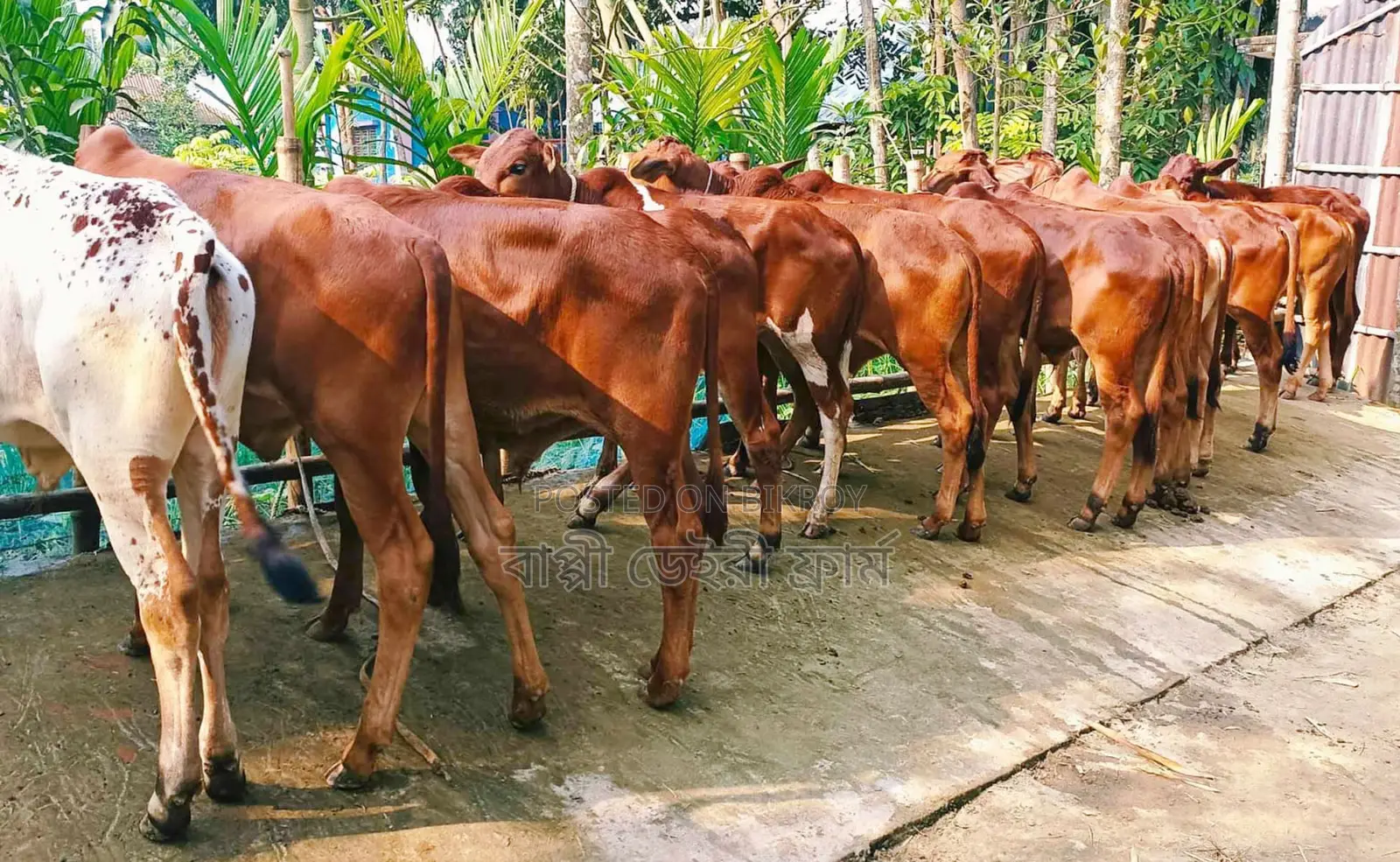 ১৩২৫নং ১৩টি এড়ে ষাঁড় বাছুর বিক্রয় হবে ভালো জাতের।