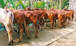১৩২৫নং ১৩টি এড়ে ষাঁড় বাছুর বিক্রয় হবে ভালো জাতের।