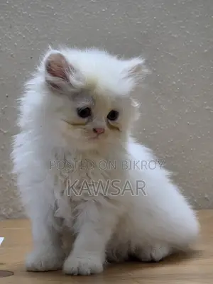 1-3 Months Female Purebred Persian