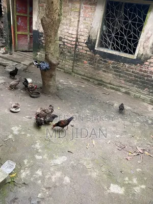সম্পূর্ণ দেশি মুরগি এবং মোরগ