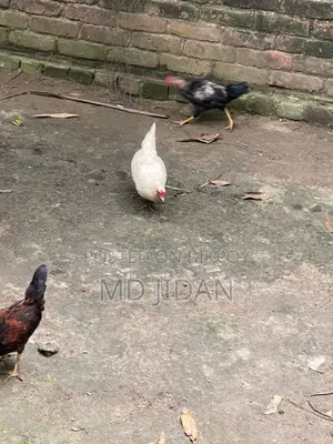 সম্পূর্ণ দেশি মুরগি এবং মোরগ