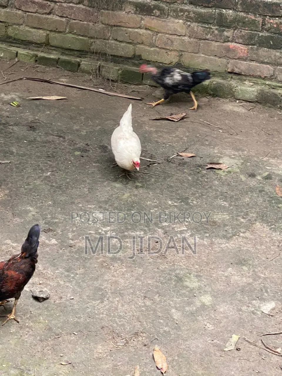 সম্পূর্ণ দেশি মুরগি এবং মোরগ