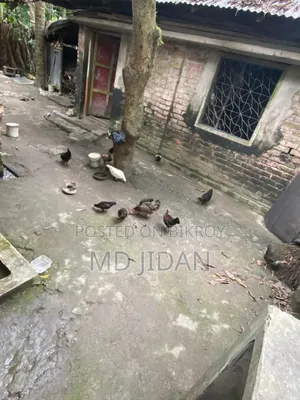 সম্পূর্ণ দেশি মুরগি এবং মোরগ