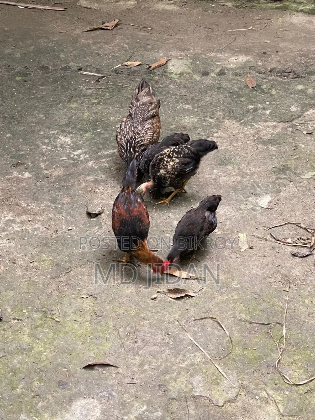 সম্পূর্ণ দেশি মুরগি এবং মোরগ