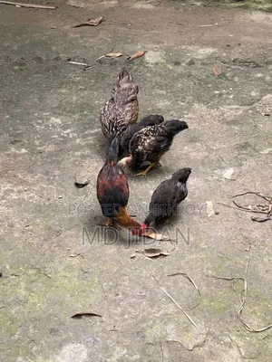 সম্পূর্ণ দেশি মুরগি এবং মোরগ