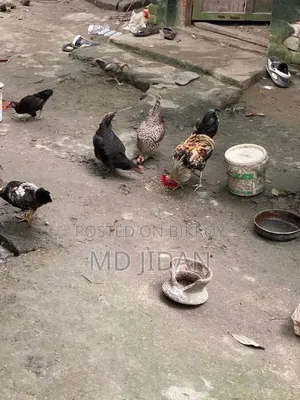 সম্পূর্ণ দেশি মুরগি এবং মোরগ