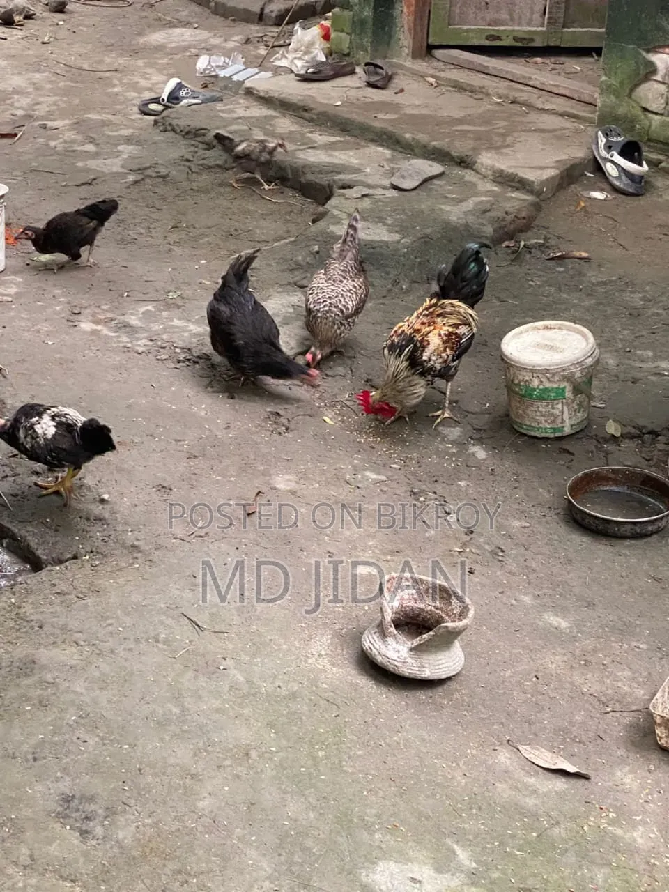 সম্পূর্ণ দেশি মুরগি এবং মোরগ