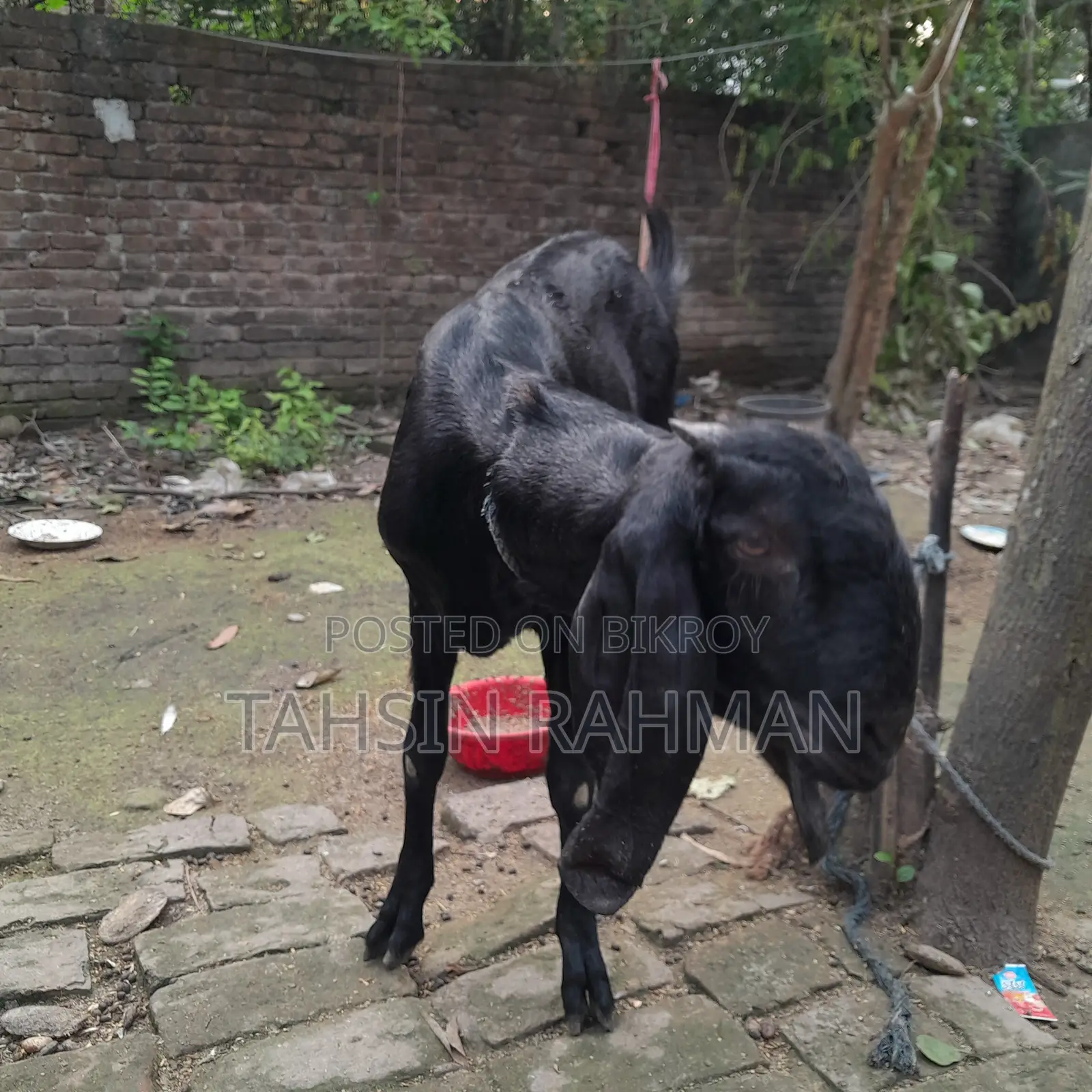 Healthy Goat for Sale