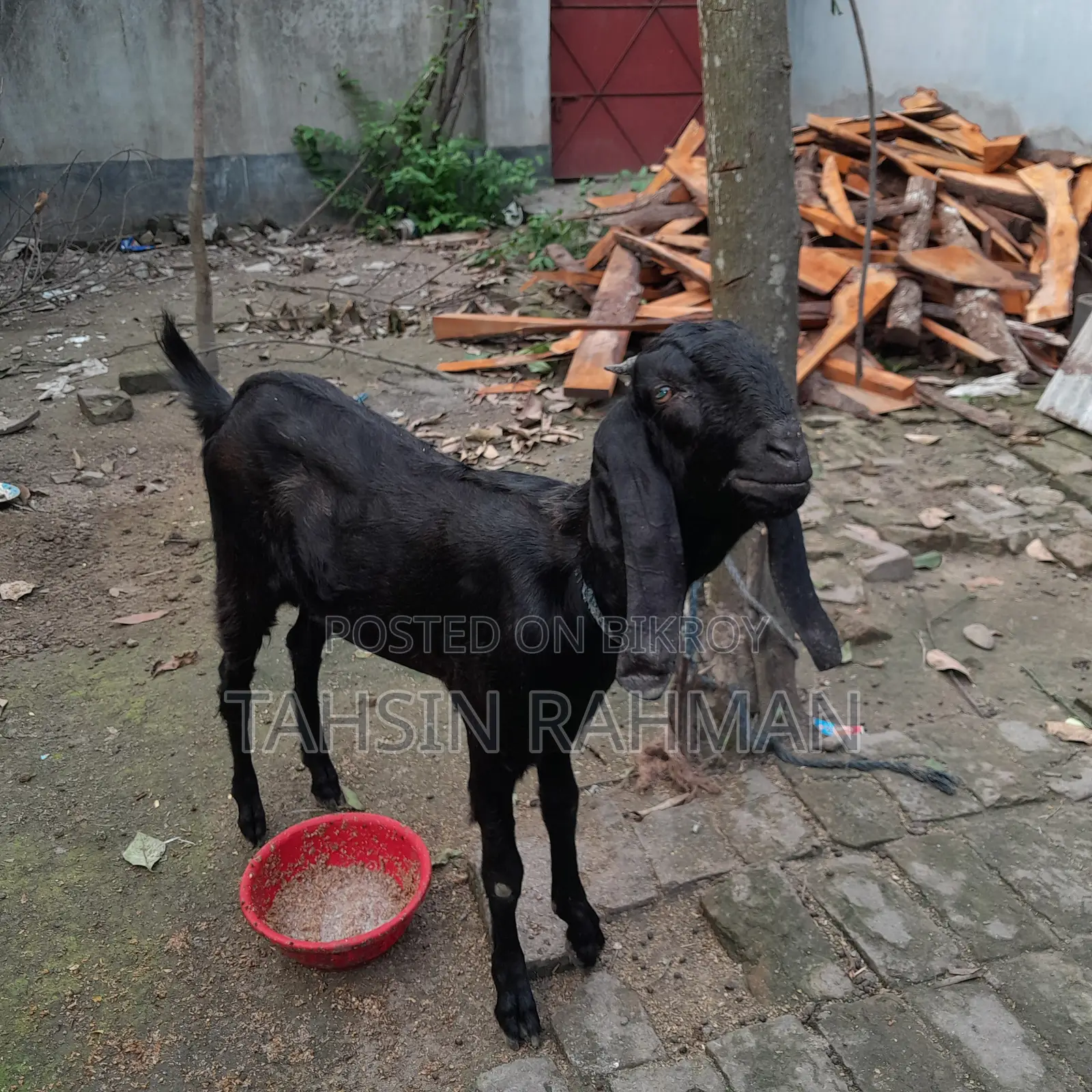 Healthy Goat for Sale